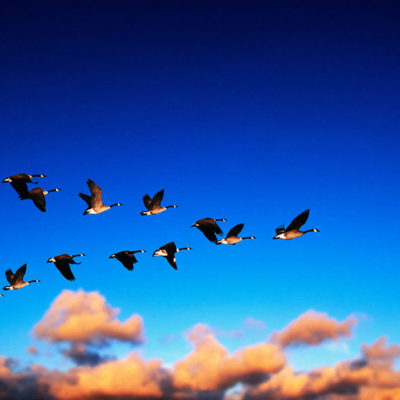 Geese Flying In Formation