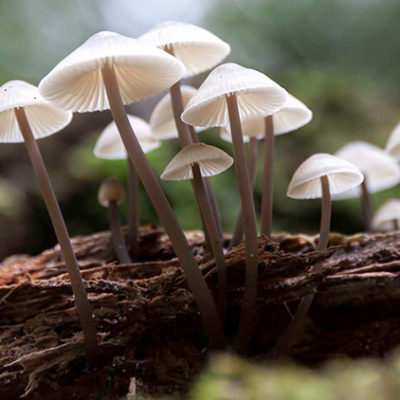 mushrooms growing on log